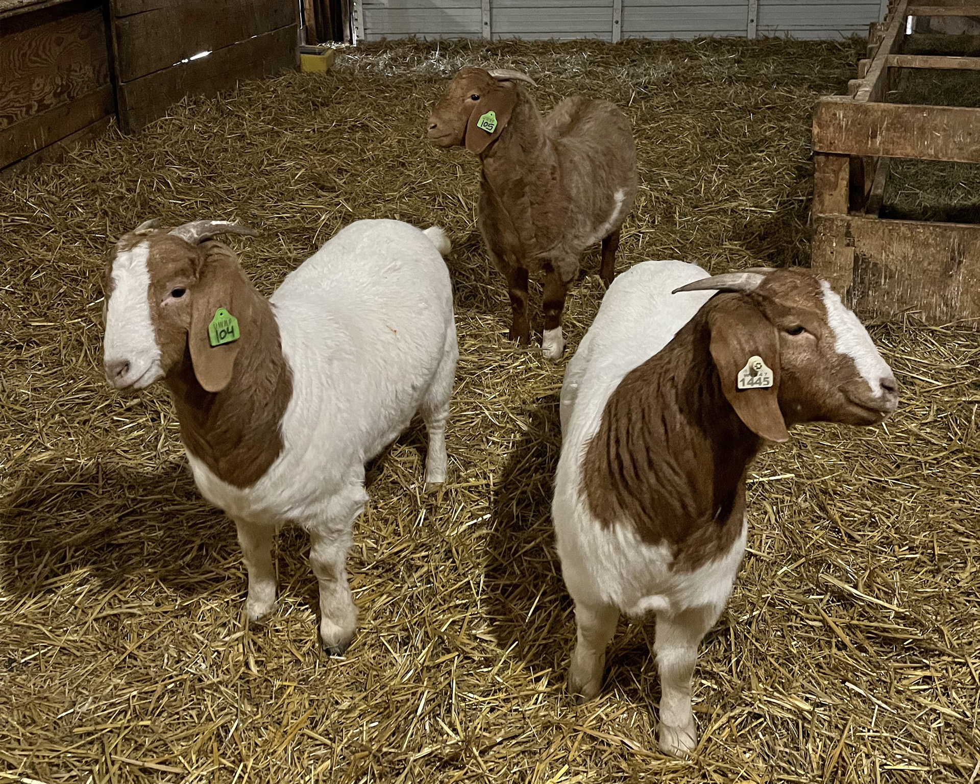 Goats at Mann Valley Farm